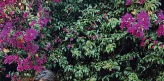 Caldense criou empresa de decoração durante a pandemia