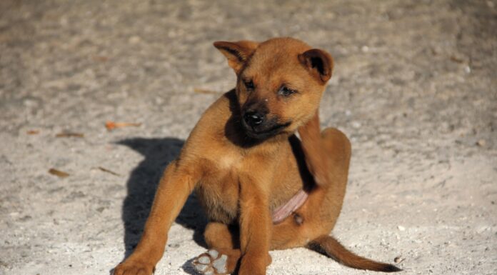 Parasitas no Inverno
