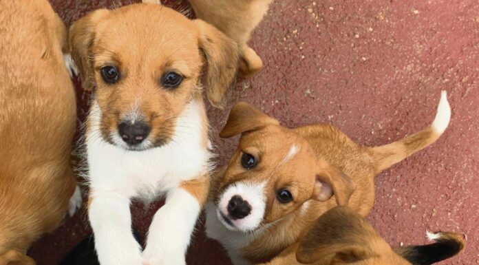 Crapaa resgatou 146 animais em 2020