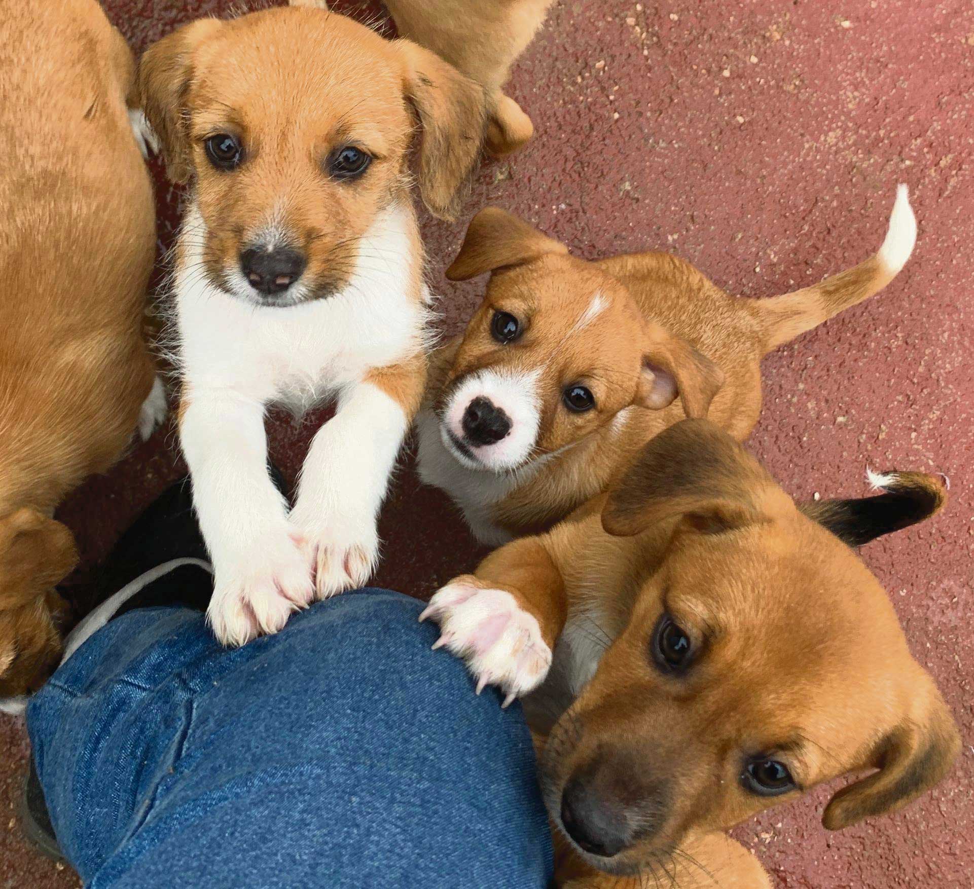 Crapaa resgatou 146 animais em 2020