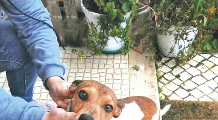 Adotados 122 animais da Rede Leonardo em 2020