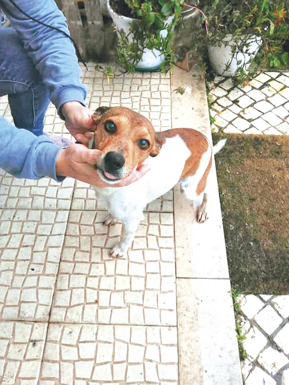 Adotados 122 animais da Rede Leonardo em 2020