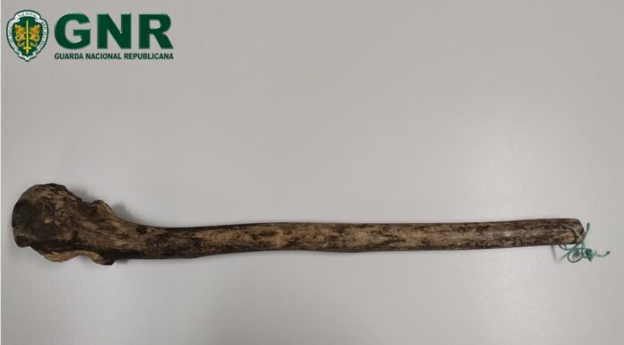 Detido por tráfico de drogas em Turquel