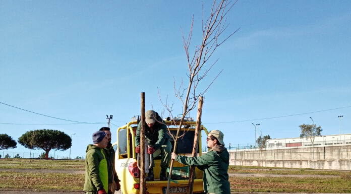 Campo da Feira no Cadaval ganha 70 árvores