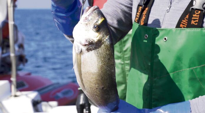 Saber a Mar entrega pescado ao domicílio no Oeste e Grande Lisboa