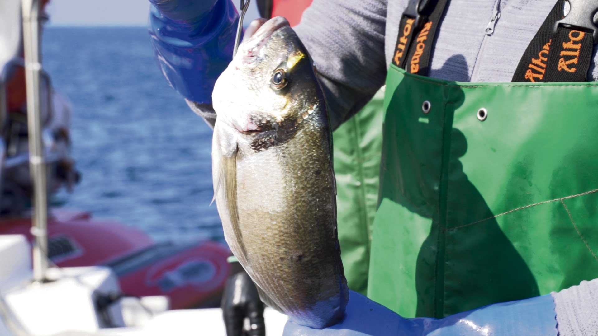 Saber a Mar entrega pescado ao domicílio no Oeste e Grande Lisboa