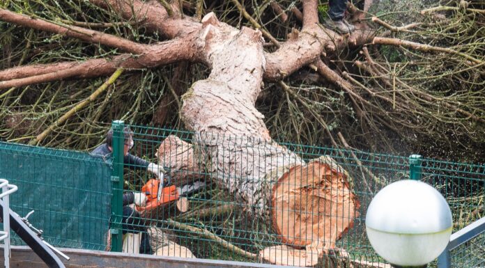 Requalificação de escola do Avenal leva a corte de árvores
