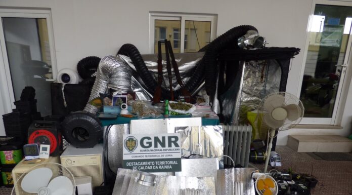 GNR desmantela cinco estufas de canábis no Casal Pardo