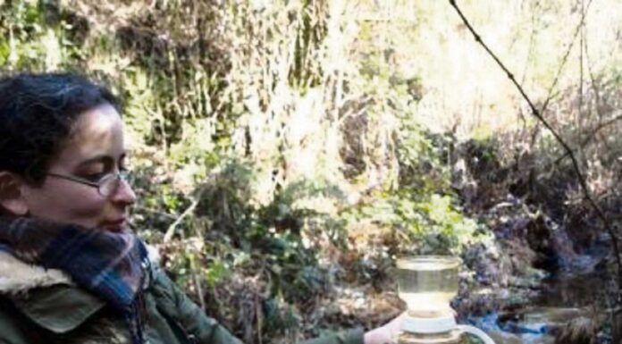 Investigadora alerta para perigos das acácias em ribeiros