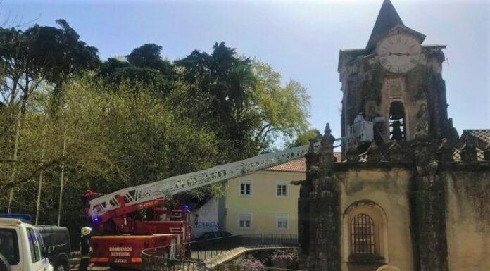 Ninho de vespas retirado do exterior da Igreja de N. Sra. do Pópulo