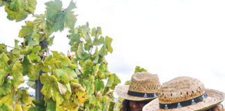 Certificação dos vinhos da região cresce há nove anos consecutivos