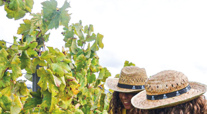 Certificação dos vinhos da região cresce há nove anos consecutivos