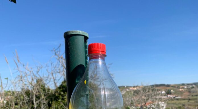 Lourinhã distribui armadilhas para vespas asiáticas