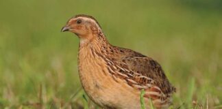 Veterinária paga pela Câmara garante funcionamento de matadouro de codornizes