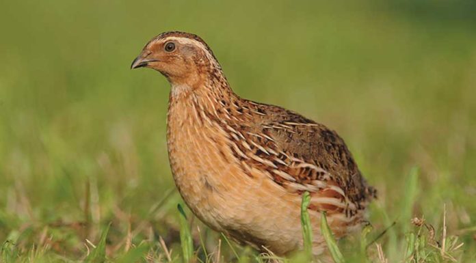 Veterinária paga pela Câmara garante funcionamento de matadouro de codornizes