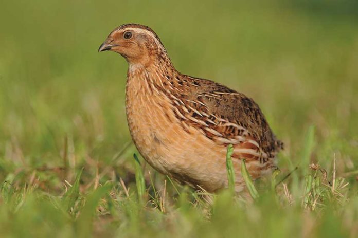 Veterinária paga pela Câmara garante funcionamento de matadouro de codornizes