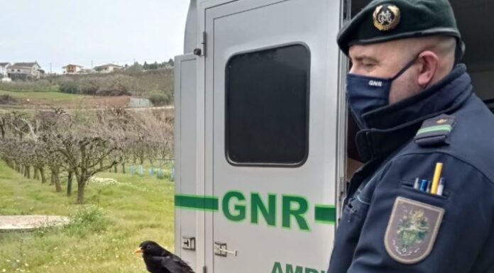 GNR liberta espécimes cinegéticos em cativeiro na Atouguia da Baleia