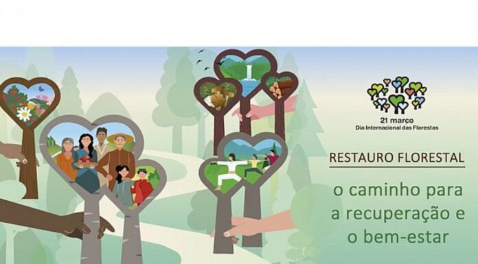 ICNF disponibiliza árvores a propósito do Dia Internacional das Florestas