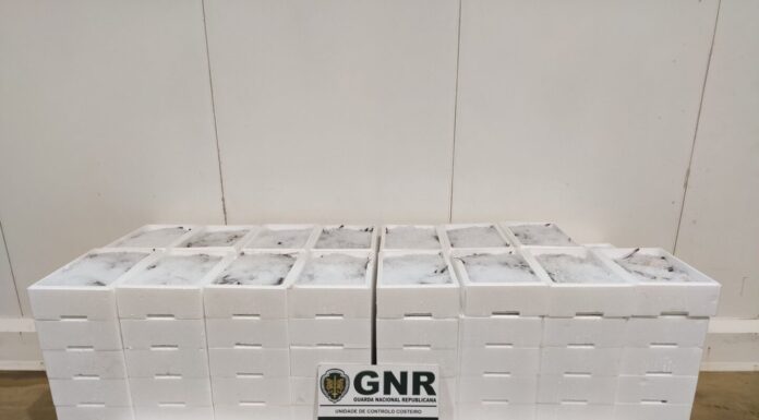 GNR apreende mais de 500 quilos de pescada nas Caldas