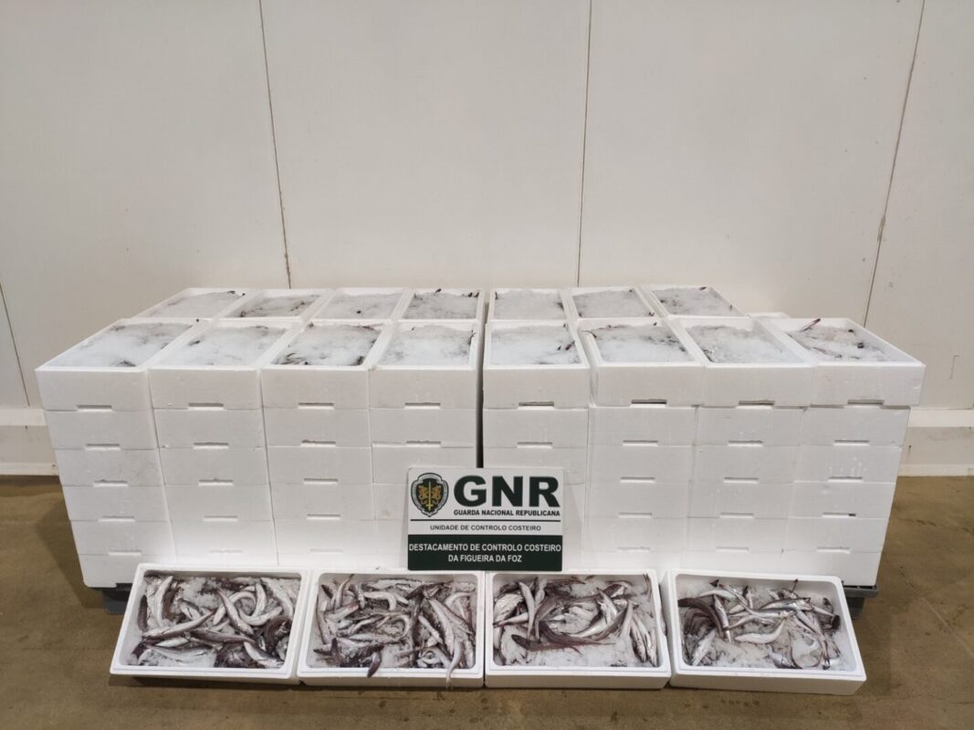GNR apreende mais de 500 quilos de pescada nas Caldas