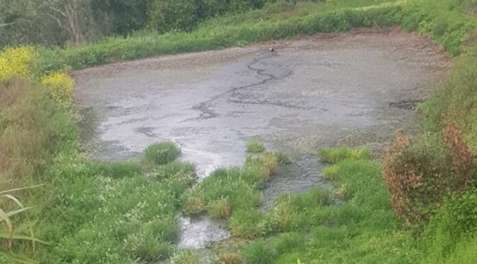 Deputados do PS pedem medidas ao Governo para despoluir rios Tornada e Arnoia
