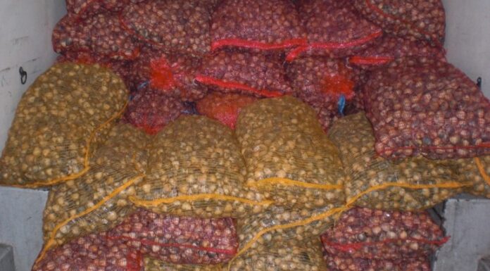 GNR apreende 390 quilos de bivalves nas Caldas