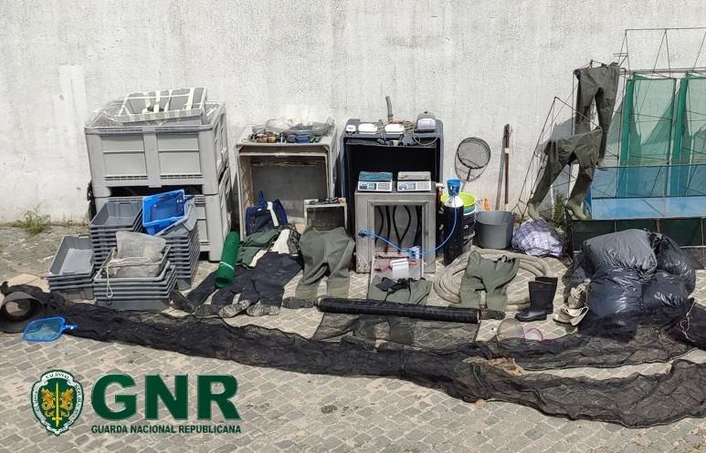 GNR faz apreensão de meixão na Nazaré