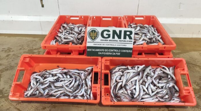 GNR apreende 108 quilos de pescada subdimensionada na Nazaré