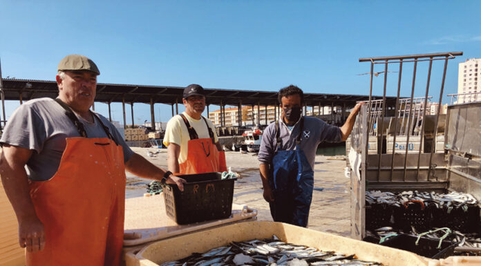 Retoma da pesca da sardinha dá esperança aos pescadores