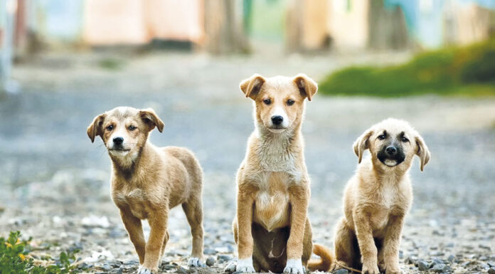 Alcobaça sensibiliza para esterilização de animais de companhia