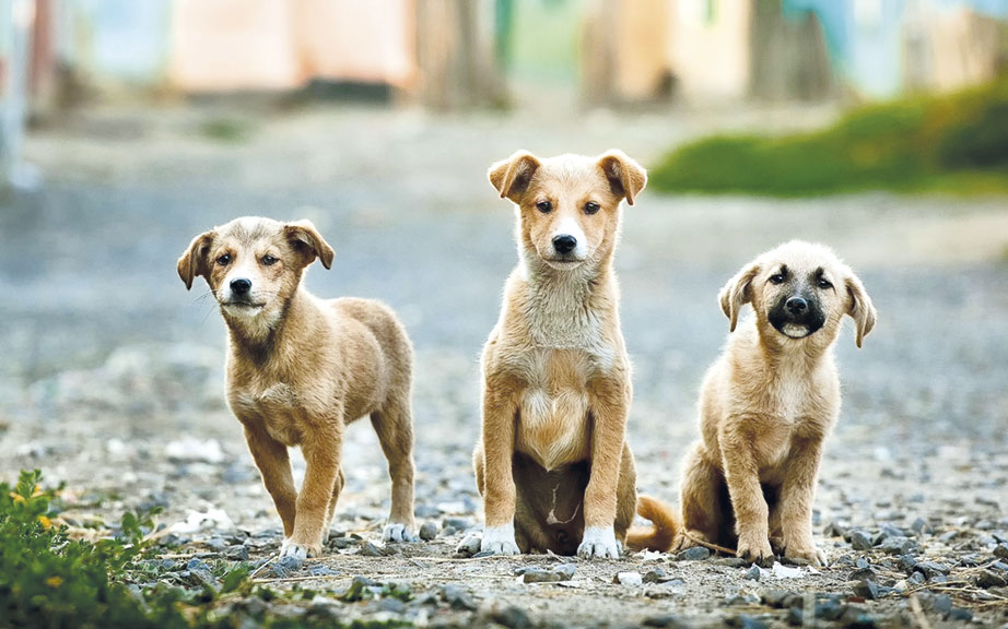 Alcobaça sensibiliza para esterilização de animais de companhia