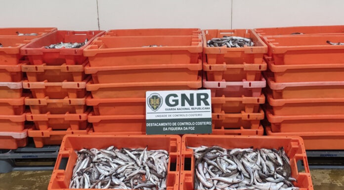 Cerca de 700 quilos de pescado apreendido em Alcobaça