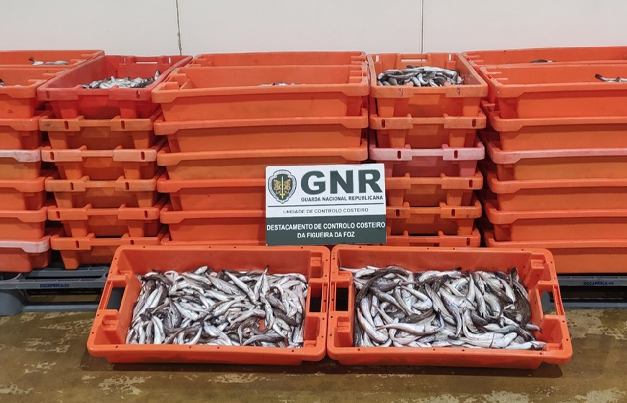 Cerca de 700 quilos de pescado apreendido em Alcobaça