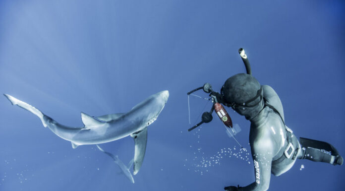 Ocean Geographic Society distingue fotógrafo Nuno Vasco Rodrigues