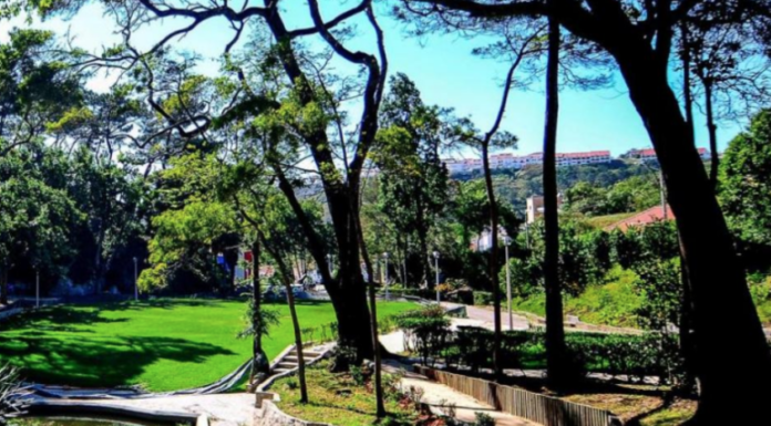 Nazaré planta cerca de 400 árvores no concelho