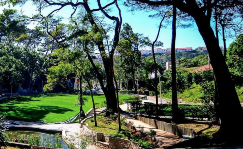 Nazaré planta cerca de 400 árvores no concelho