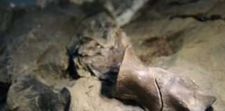 Museu da Lourinhã continua a encontrar dinossauros