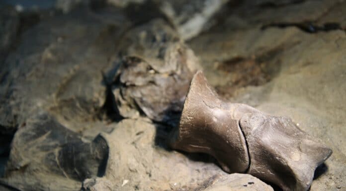 Museu da Lourinhã continua a encontrar dinossauros