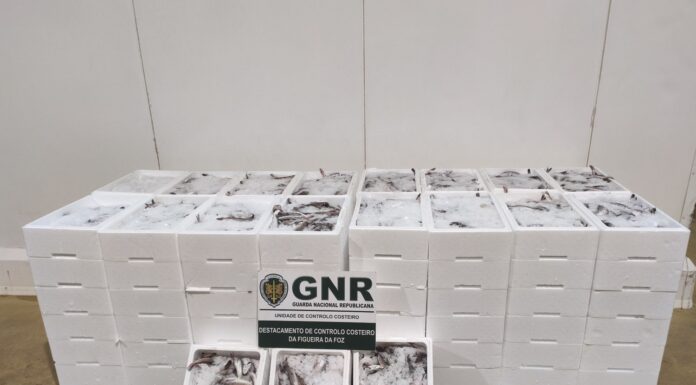 Apreendidos 640 quilos de pescado subdimensionado na Nazaré