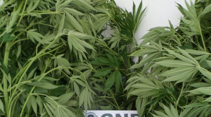 Quatro detidos nas Caldas por cultivo e tráfico de canábis