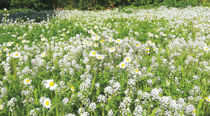 Sementes Há um interesse crescente pelas espécies autóctones para os jardins