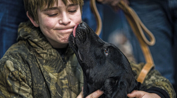 Maioria dos portugueses veem animais como família