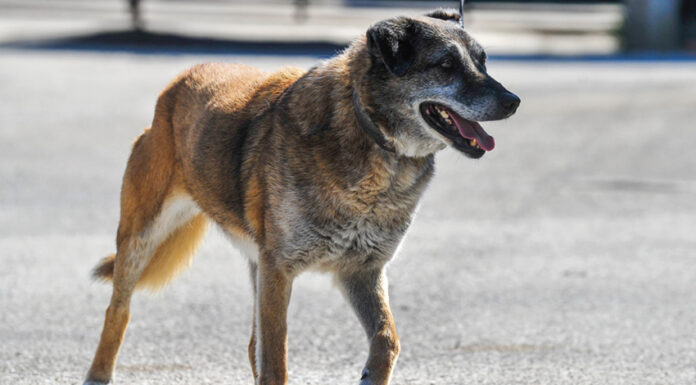 Câmara das Caldas implementa programas de esterilização