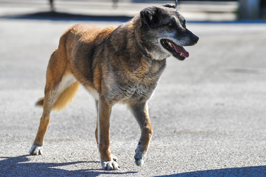 Câmara das Caldas implementa programas de esterilização