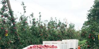 Produção de Maçã de Alcobaça certificada pode atingir este ano as 50 mil toneladas