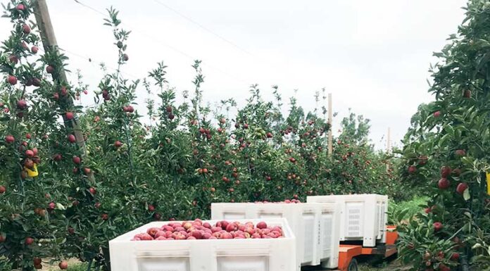 Produção de Maçã de Alcobaça certificada pode atingir este ano as 50 mil toneladas