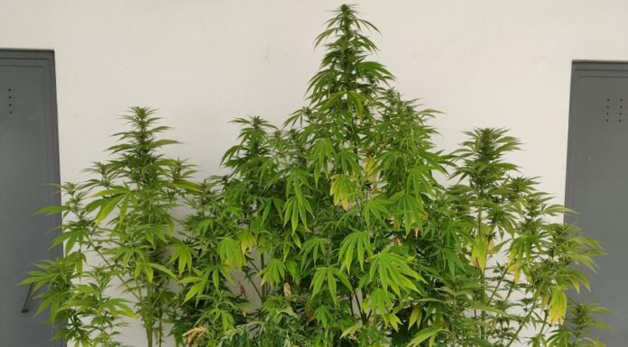 Dois detidos por cultivo de canábis na Nazaré