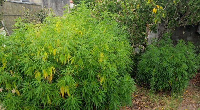 Homem detido por cultivo de canábis em Alcobaça