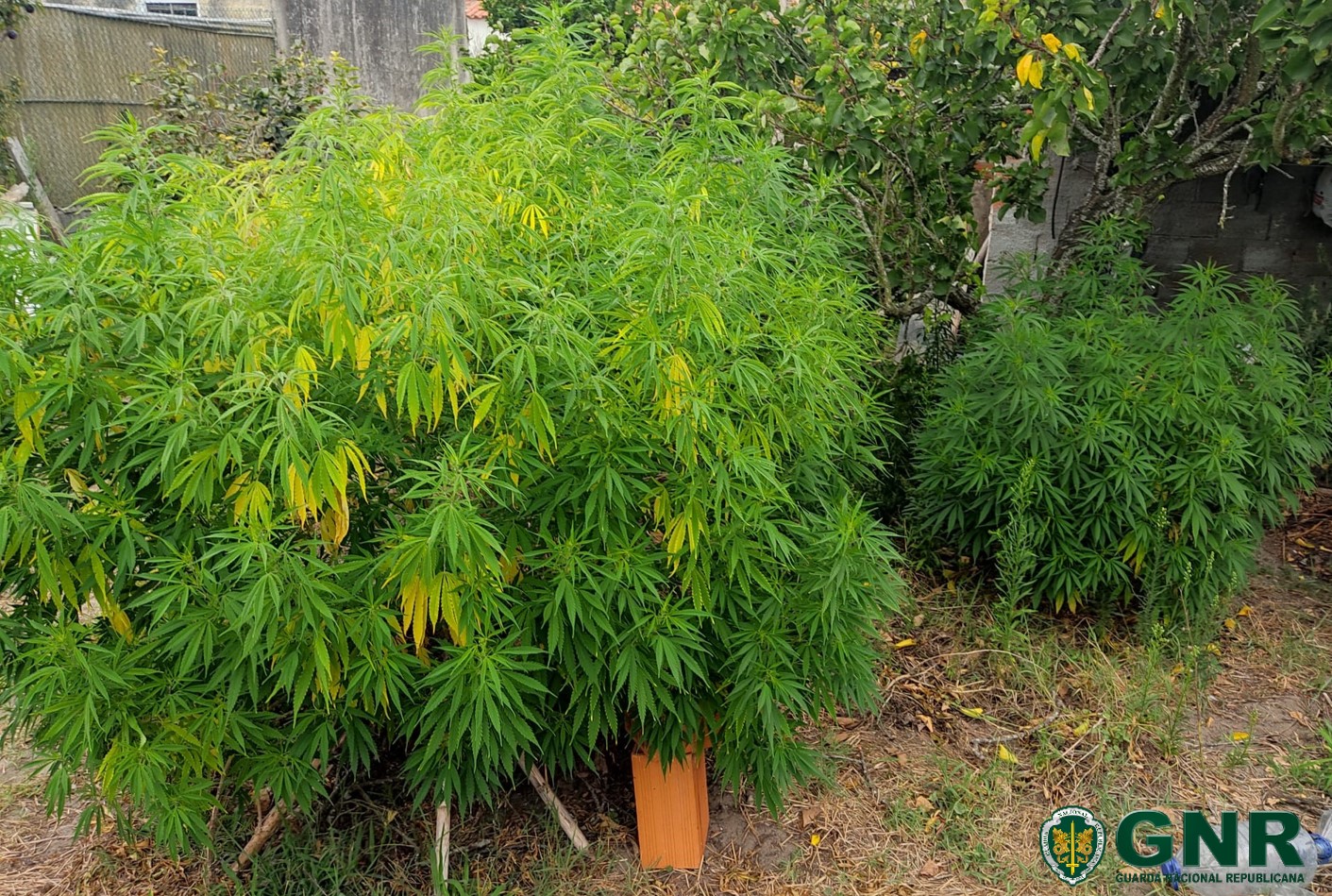 Homem detido por cultivo de canábis em Alcobaça