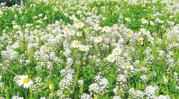 Há um interesse crescente pelas espécies autóctones para os jardins